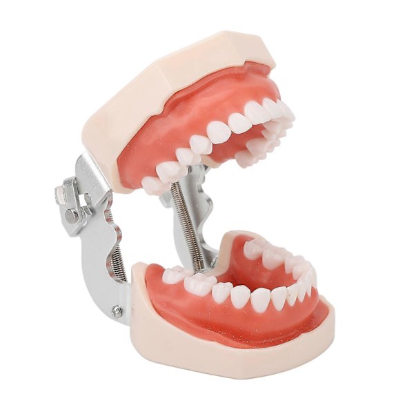 Standard Tandmodell 28 Tänder Mjukt Tandkött Vuxen Typodont Demonstrationsprotesmodell för Barn Dental Undervisning