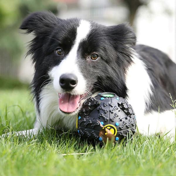 Pet Touch Naurupallopalkinto
