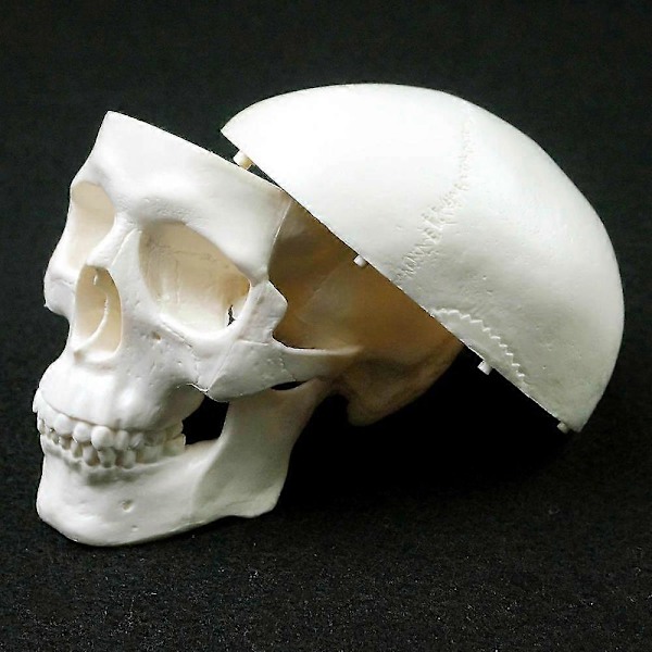 Menneskelig anatomisk model medicin kranium menneskelig anatomisk anatomi hoved studere anatomi undervisningsmaterialer kranium model QVg YPP