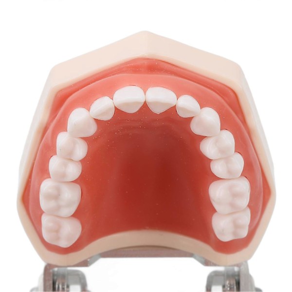 Standard Tandmodell 28 Tänder Mjukt Tandkött Vuxen Typodont Demonstrationsprotesmodell för Barn Dental Undervisning