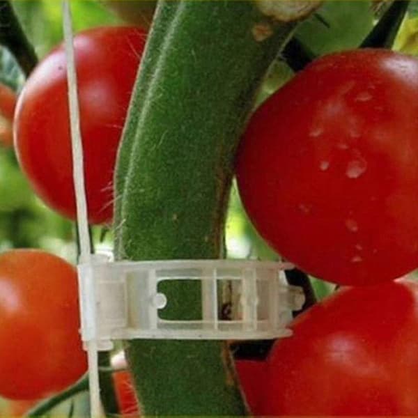 50 stk. Tomatclips til espalier, understøtter og forbinder planter, grøntsagsfastgørelsesclips -yyc-ZZY