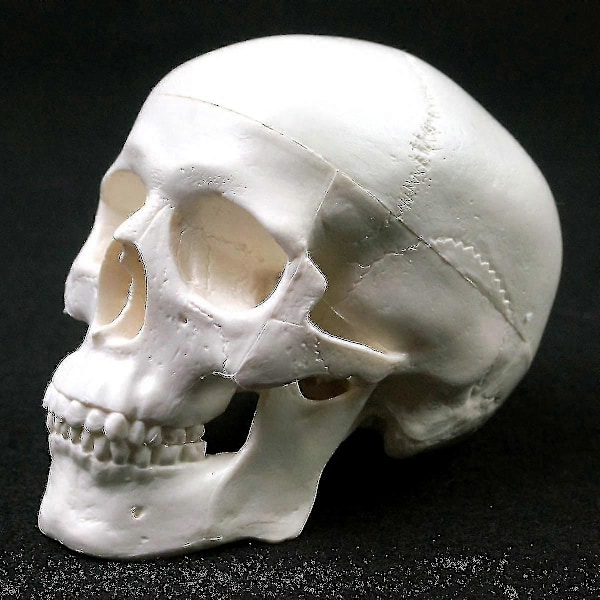Menneskelig anatomisk modell medisin hodeskalle menneskelig anatomisk anatomi hode studere anatomi undervisningsmateriell hodeskallemodell wNy-Yvan