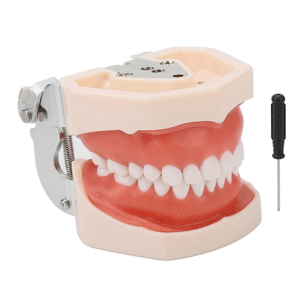Standard Tandmodell 28 Tänder Mjukt Tandkött Vuxen Typodont Demonstrationsprotesmodell för Barn Dental Undervisning