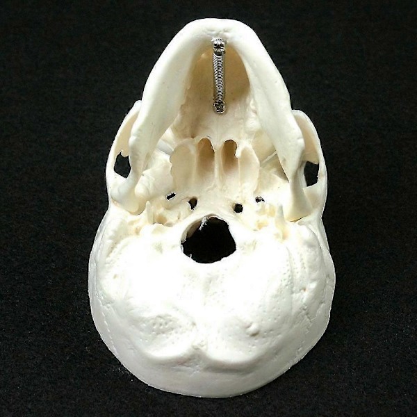 Menneskelig anatomisk model medicin kranium menneskelig anatomisk anatomi hoved studere anatomi undervisningsmaterialer kranium model QVg YPP