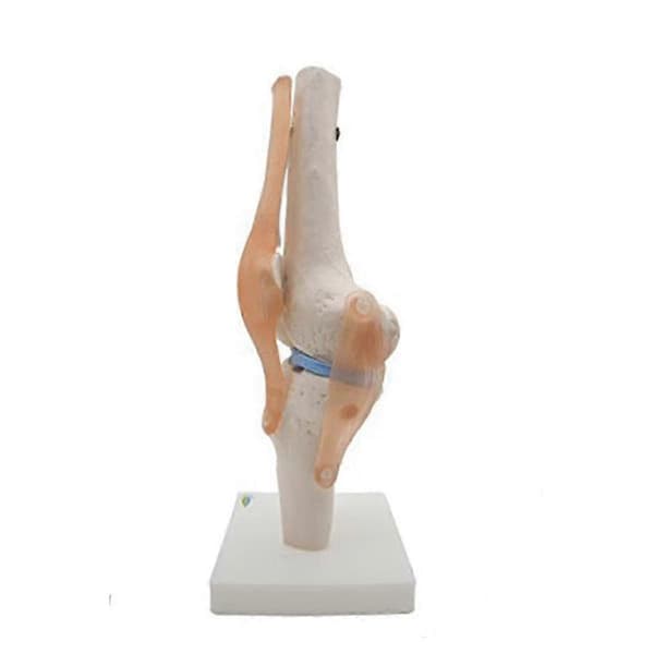 Anatomisk kneleddsmodell med ligamenter, livsstørrelse