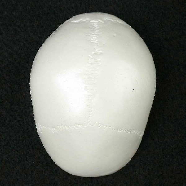 Menneskelig Anatomisk Model Medicin Kranium Menneskelig Anatomisk Anatomi Hoved Studere Anatomi Undervisningsmaterialer Kranium Model wNy-Yvan