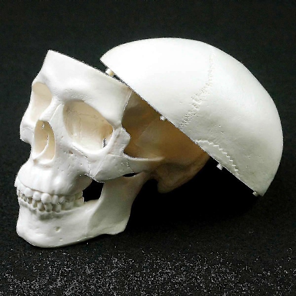 Menneskelig anatomisk modell medisin hodeskalle menneskelig anatomisk anatomi hode studere anatomi undervisningsmateriell hodeskallemodell wNy-Yvan