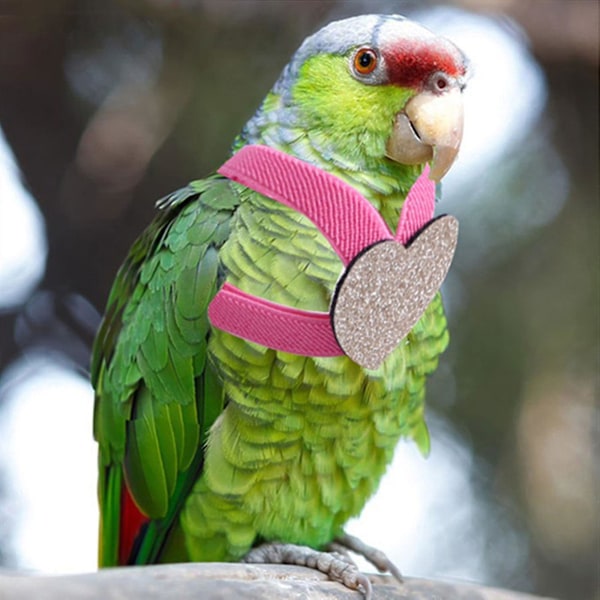 Papegojsele och koppelset Flygande rep för Conures Parakiter Cockatiels