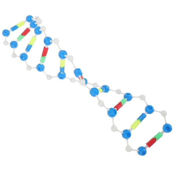 Dobbelt Helix DNA Model Videnskabelige Undervisningsmidler til Studerende Pædagogisk Undervisningsværktøj