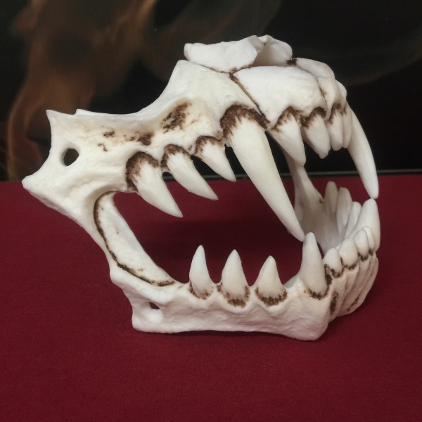 Halloween Ornament Masquerade Mask Halloween Mask Simulering Tiger Tooth Bone Plastic Horror Mask