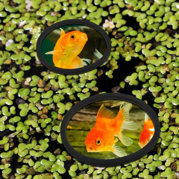 5 stk. Akvarium Flydende Plante Ringe Foderringe til Fisk Cirkelringe Flydende Planter Cirkel