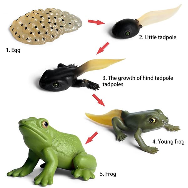 Simuleringsdjurmodell Barn Mini Djur Groda Livscykel PVC Actionfigurer Dockleksak för Barn
