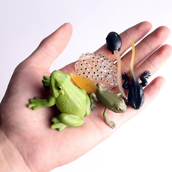Simuleringsdjurmodell Barn Mini Djur Groda Livscykel PVC Actionfigurer Dockleksak för Barn