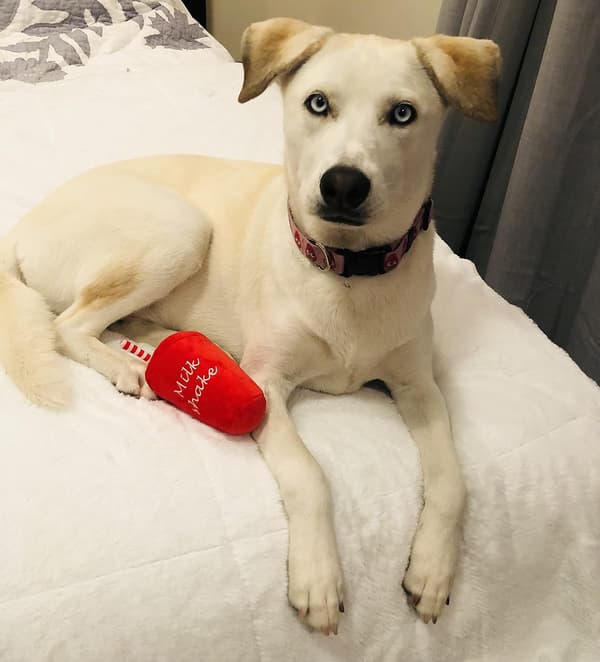 Koiramäyrä lelu piippaimella/Ruokaparodioitu pehmolelu (Milkshake)