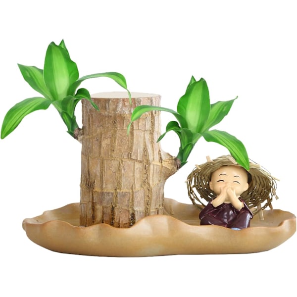 Brasiliansk Træplante | Brasiliansk Lykke Træplante - Brasilien Lykke Træ, Pottet Hydroponisk Plante Dekoration, Brasilien Træ Hydroponiske Planter - Lykke Træ Pottet