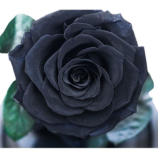 Rosgåva  Enkel ros Bevarade gåvor för kvinnor Födelsedag unik Ovanlig  Mors dag, årsdag, jul alla hjärtans dag (Svart) Black