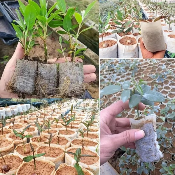 100 st plantskola odlingspåsar - tyg fröplantor växtpåse, biologiskt nedbrytbar fröplanta odlingspåse (liten)