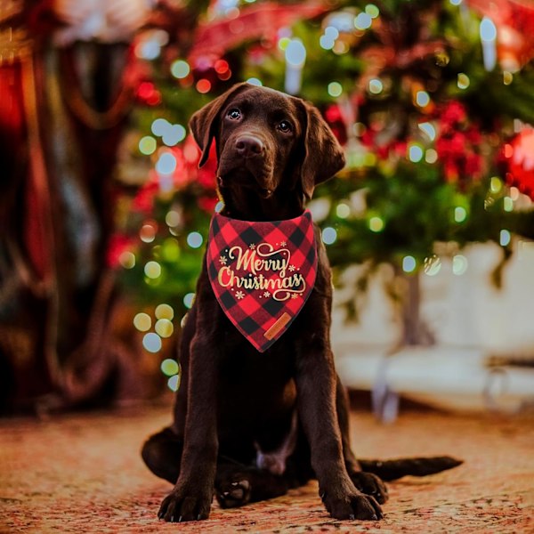 1 Pakk Hundebåndana Jul Klassisk Rutete Hundeshalsduk Trekant Bibs Lommetørkle God Jul Hundebåndana for Store Hunder Kjæledyr (Rød, Stor)