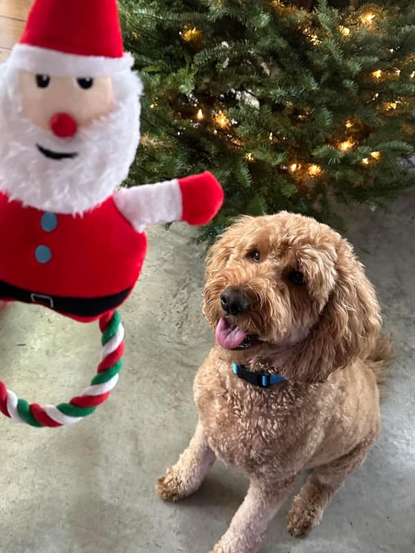 Santa Plys Legetøj til Hunde og Katte