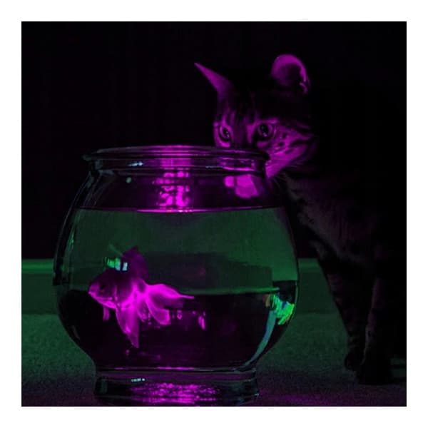 2-PACK Vattentät Dekorativ LED-Belysning Transparent