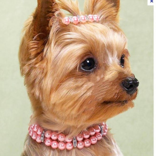 Shxx Pet smykker Cat Collar Dog Halskjede Rhinestones Perler