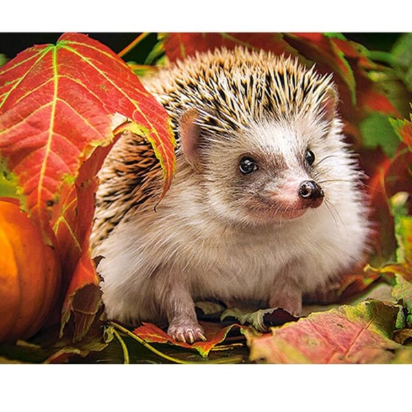 Maple Leaf Hedgehog Diamantmaleri (30x40cm)