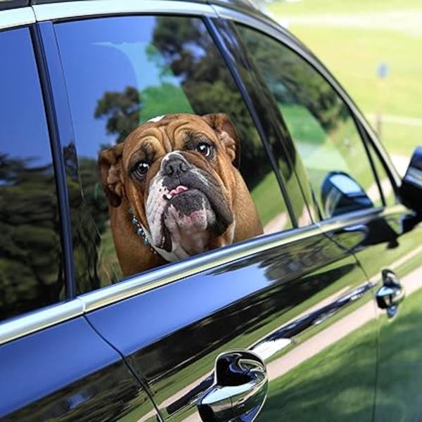 Bulldog Oikeanpuoleinen Auton Ikkunan Vinyyli Tarra