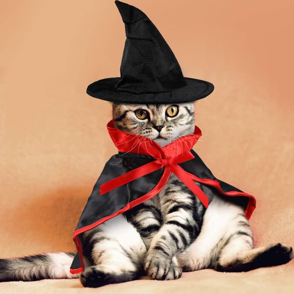 Halloween Kattekostume Kæledyr Vampyr Kappe Hekse Kappe og Hat til Ca
