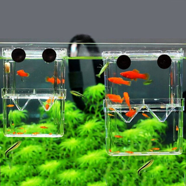 Akryl Akvarium Avel Isolering Box Akvarium Kläckeri Inkubator Hållare