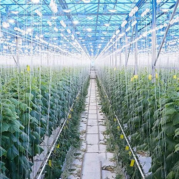 20-pack tomatsupportrullar med 50 fot snöre, växthusspaljékit, hållbar krok för att förhindra att tomater kläms eller faller, vinspaljé