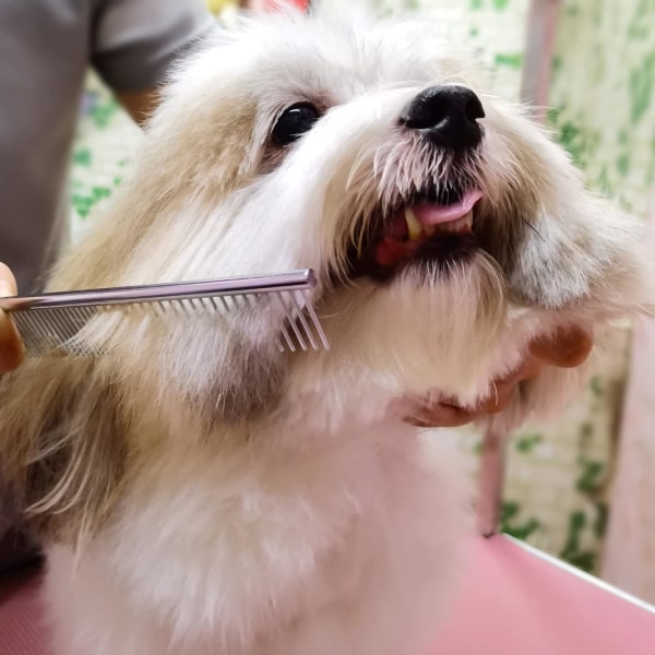 Hundesaks sæt med sikkerhedsrund spids rustfrit stål professionel