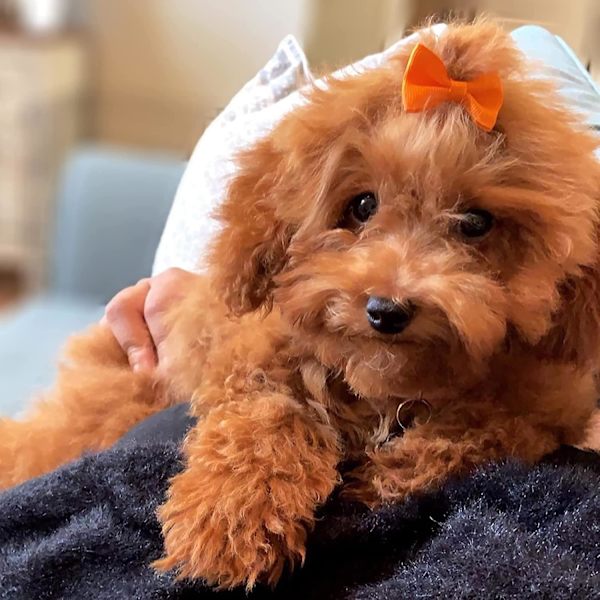 60 st söta valp hund små rosett hårspännen med gummiband handgjorda hai