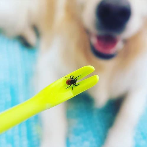6 stk. flåtfjerner i plast - flåtfjerner værktøj - flåttang - flåtfjerner til hunde, katte og mennesker - 2 størrelser