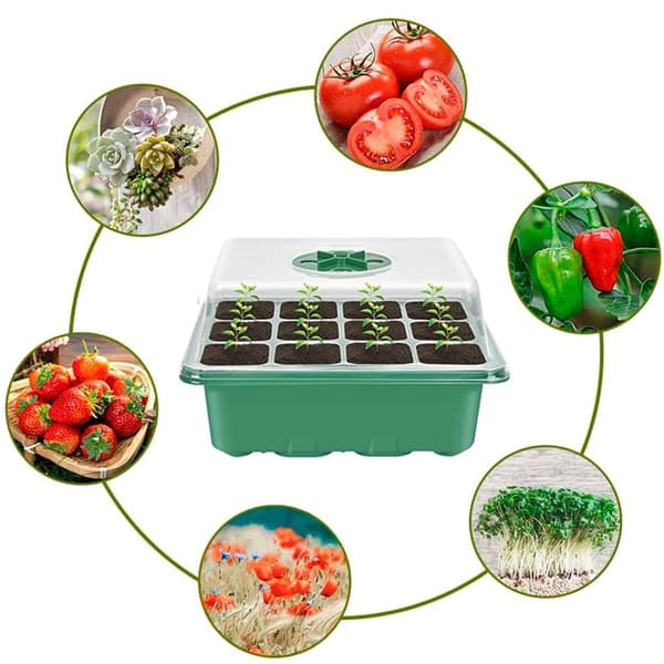 Mini drivhus til planter indendørs bakke Mini drivhus til planter frøplante