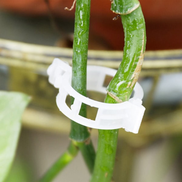 Transparent plastklämma för att styra grönsaks- och trädgårdsväxter