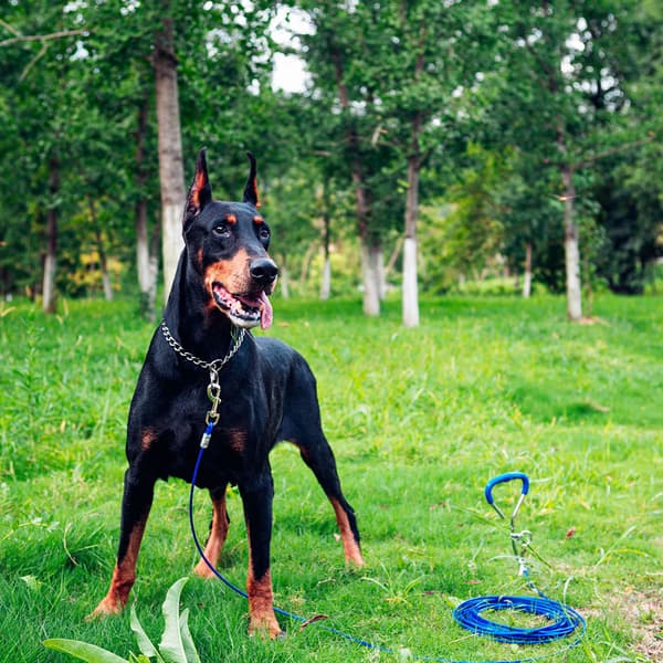 Tether kabel til hunde op til 27 kg, 6mm*3 m