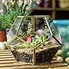 Geometrisk glas terrarium til sukkulenter - Guld, lille kugleform