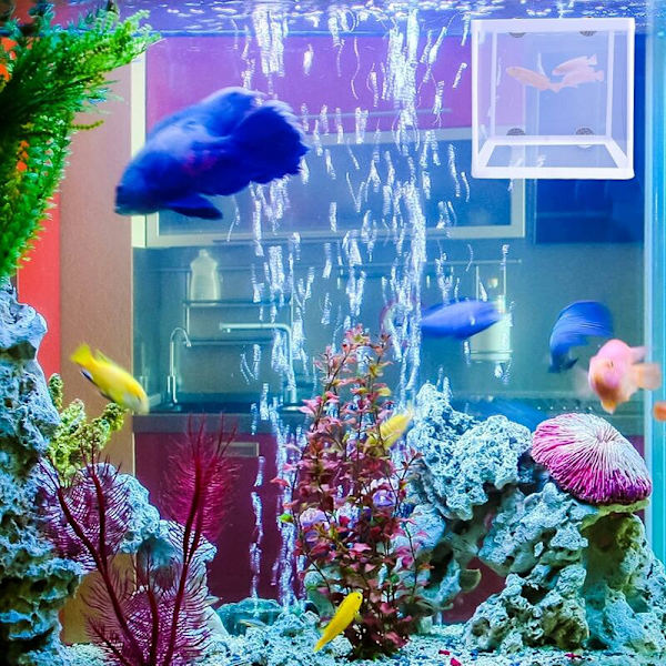 Akvarieoppdrettsnett 2 stk. Fiskeoppdrettsboks Akvarieklekkeri Isolasjonsboks Akvariefisk Inkubator Babyfisk Separeringsnett med 8 stk. sugekopper