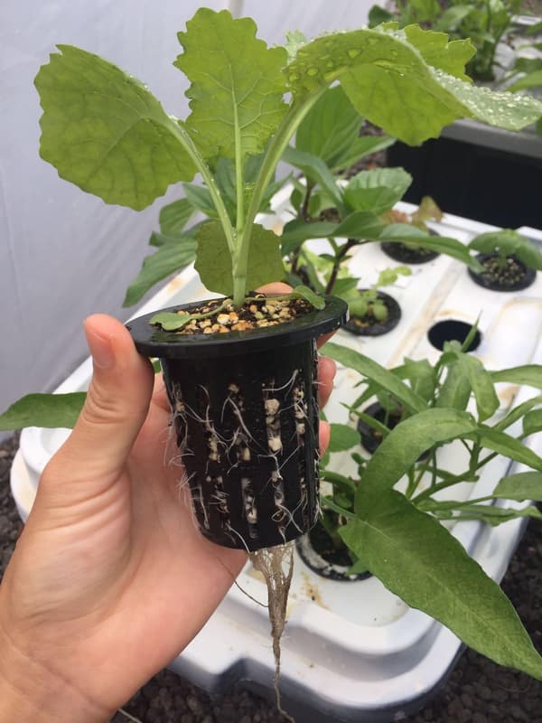 Beautyflier 50 stk. sorte plastiknetpotter med huller til planter