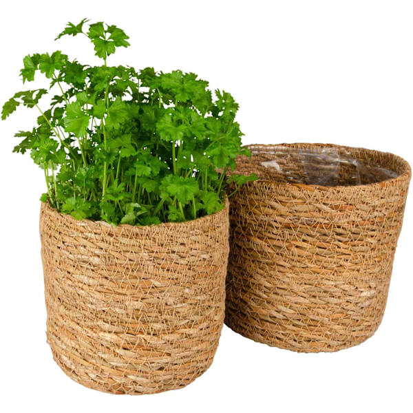 Korg, uppsättning av 2, sjögräs krukväxt, krukväxt, örtkruka, blomkruka,