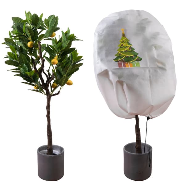 Beskyttelse av planter om vinteren juletre