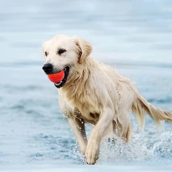 Oförstörbara Hundträningsbollar i Gummi 2-pack