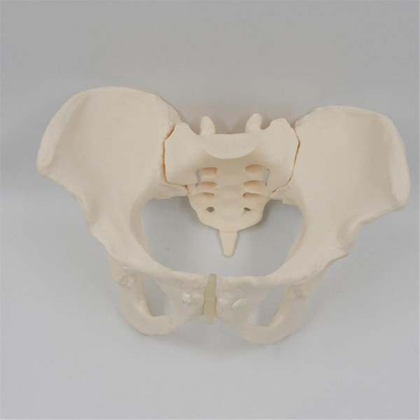 1:1 kvinnlig bäckenmodell, naturlig storlek kvinnlig bäckenskelettmodell, anatomimodell för naturvetenskaplig utbildning White