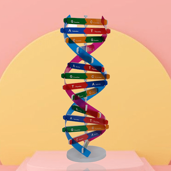 QingHai DNA Modeller Dobbelt Helix Struktur Undervisningslegetøj ABS Dobbelt Helix DIY Menneskelige Gener til Biologisk Videnskab