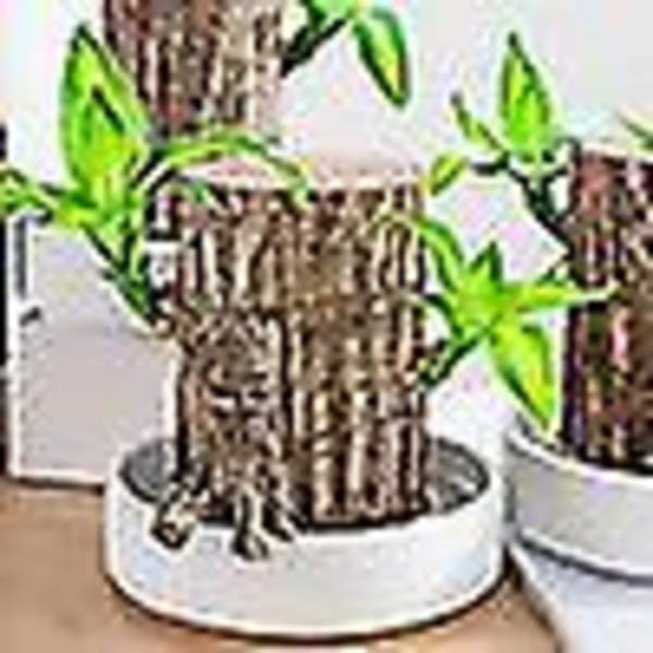 Groot Grön Växt Brasiliansk Trä Vattenhöjning Lyckligt Trä Krukväxt Litet Träd Människor