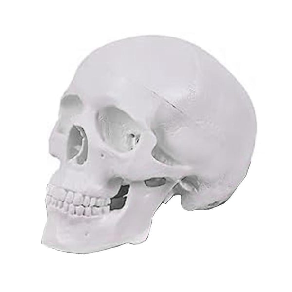 Mini mänsklig skallemodell, 3-delad anatomisk skallemodell med avtagbar cap och ledad mandibel white