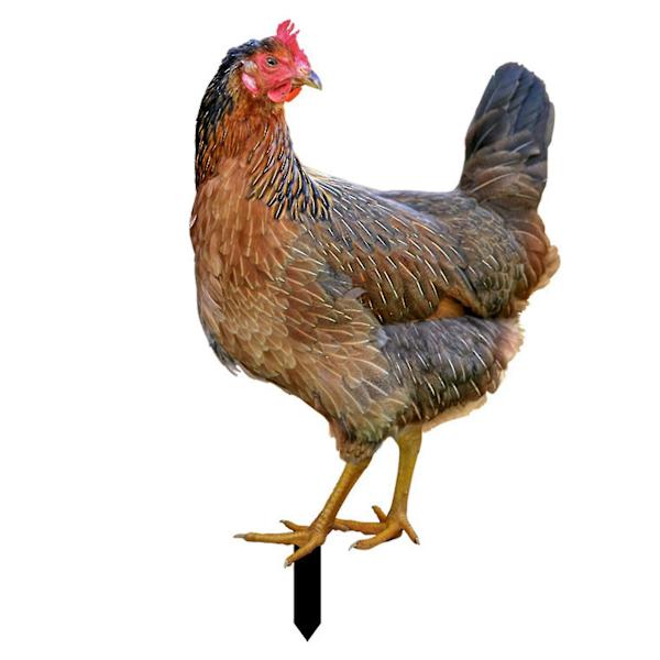 Farfi Hanedekor Realistisk Livaktig Ornament Dobbeltsidig Trykk Akryl Hage Statue Kylling For HageAA[C] G