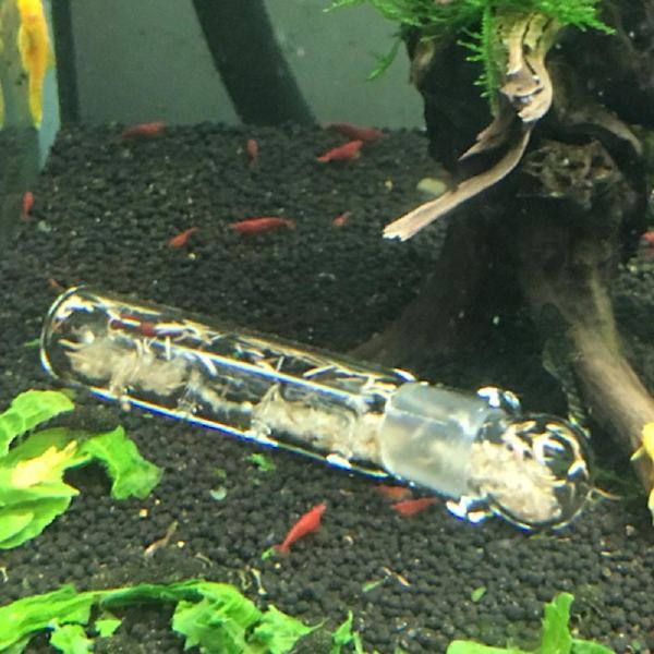 Glas 3-huls Akvarium Skadedyrsfanger Fiskekum Planaria Igelorm Ormfælde Rengøringsmiddel Qinhai