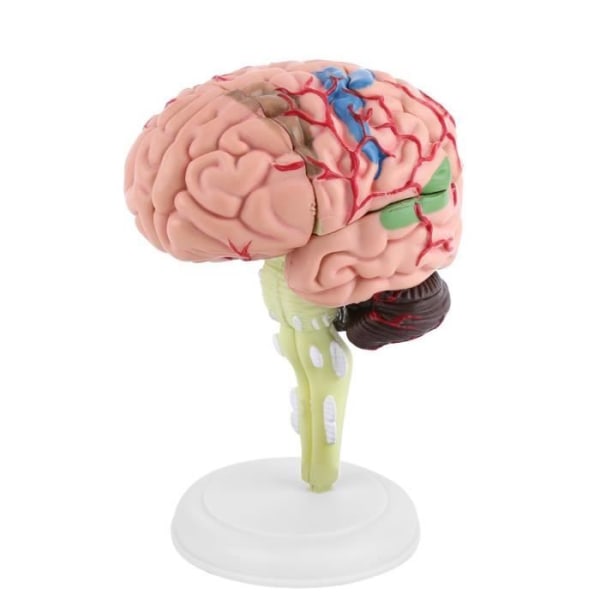 WOH - Brain Model, 1Pc Slitable Plastic Material School, Demonterad Anatomical Human Brain Model Human Brain, Neutbox