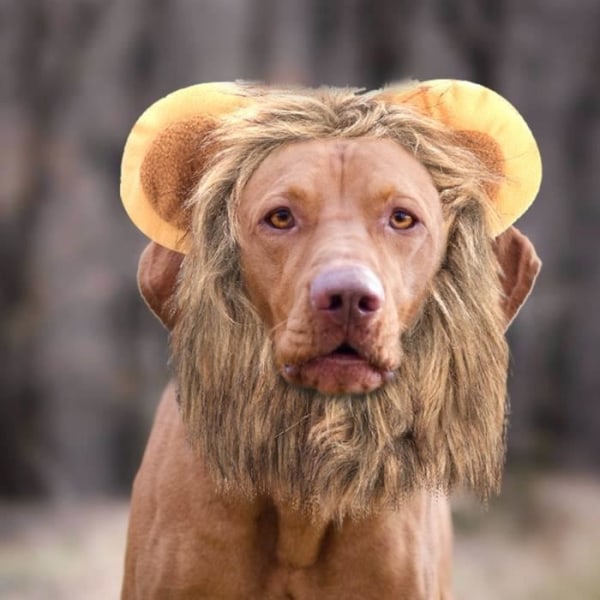 ARAMOX Cat Lion Peruk Kreativt söt djur katt hund lejon peruk hatt kostym rolig klä upp
